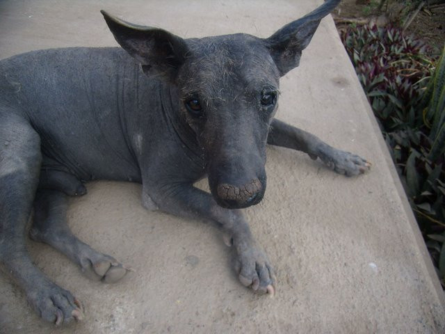 Vrei sa vezi ce caine va avea Obama?