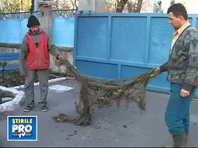 Doi bihoreni, prinsi la braconaj pe un canal colector