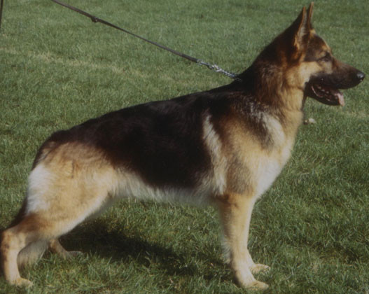 Atentie, rahatul cainelui te poate baga in alt "rahat"!