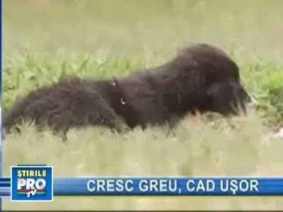 Ne-ar trebui un secol sa reimpadurim Romania!