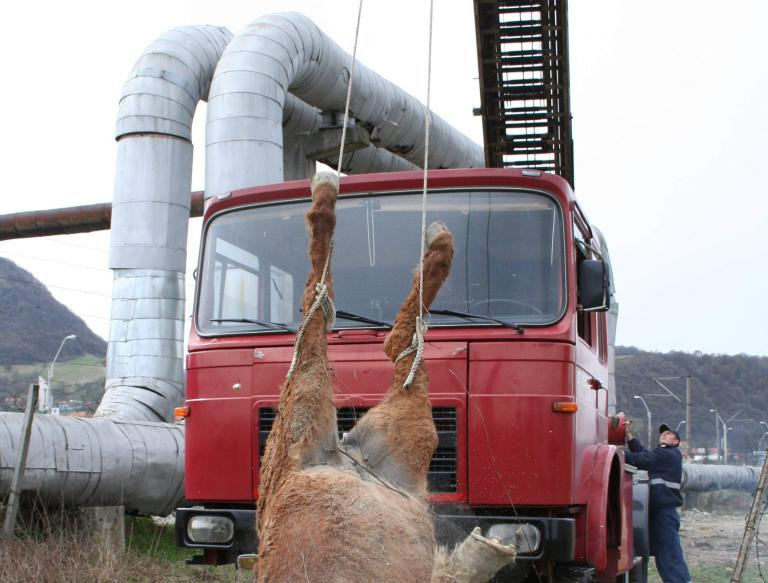 Ploiesti: cal salvat dintr-o groapa cu reziduuri petroliere