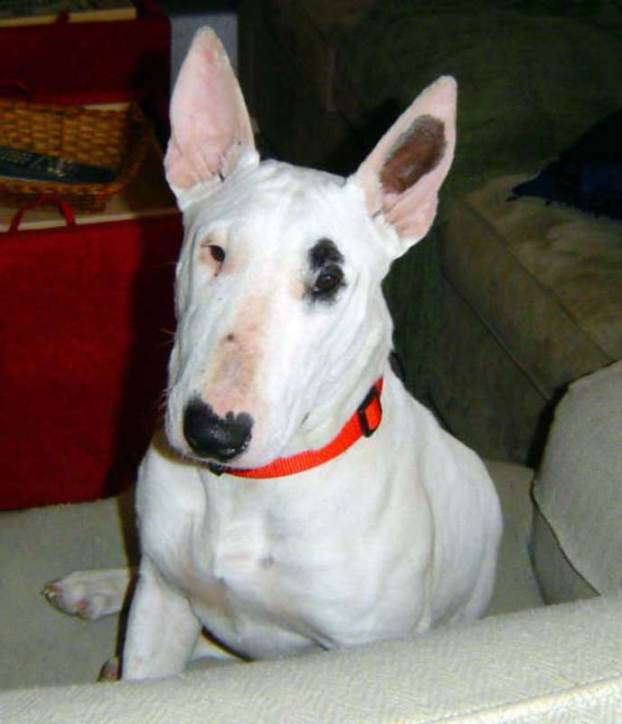 Cand pisica e nervoasa, cafteste catelul pe nepusa masa