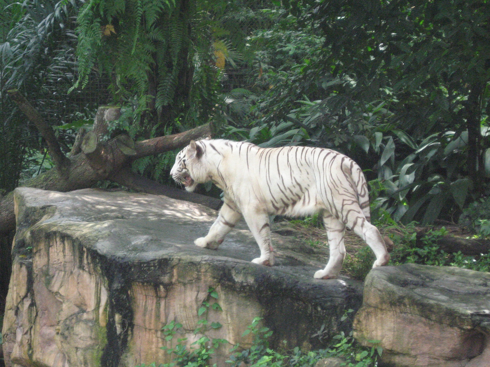 Barbat mancat de viu la Gradina Zoologica din Singapore!