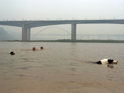 Cum ar fi sa ai un caine inotator?