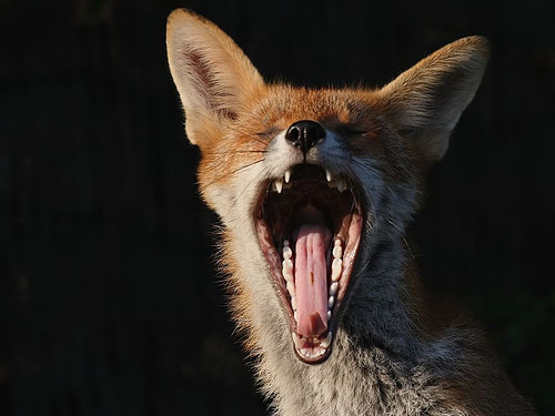 Nou focar de rabie la vulpe, confirmat în România. Autoritățile au emis Ro-Alert