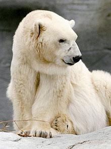 Fulg-de-nea are un nou prieten!