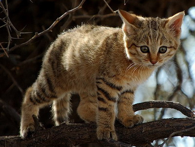 Shakira, adoptata de o familie de catei!