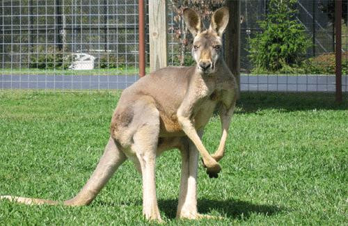 Canguri spalati pe dinti si salvati de la moarte! Video