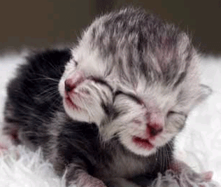 Pisoi cu doua capete! Se hraneste cu o gura, miauna cu ambele simultan