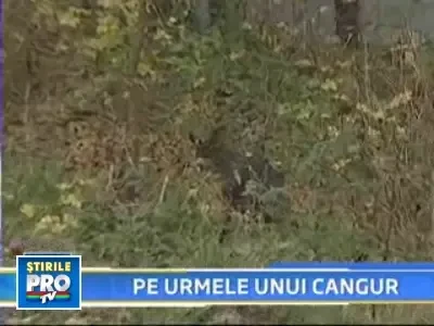 Un cangur s-a jucat de-a v-ati ascunselea cu politistii