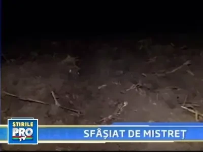 Si-a gasit sfarsitul in coltii unui porc mistret
