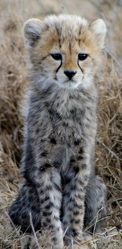 Trei pui de ghepard, vedetele unei gradini zoologice din SUA