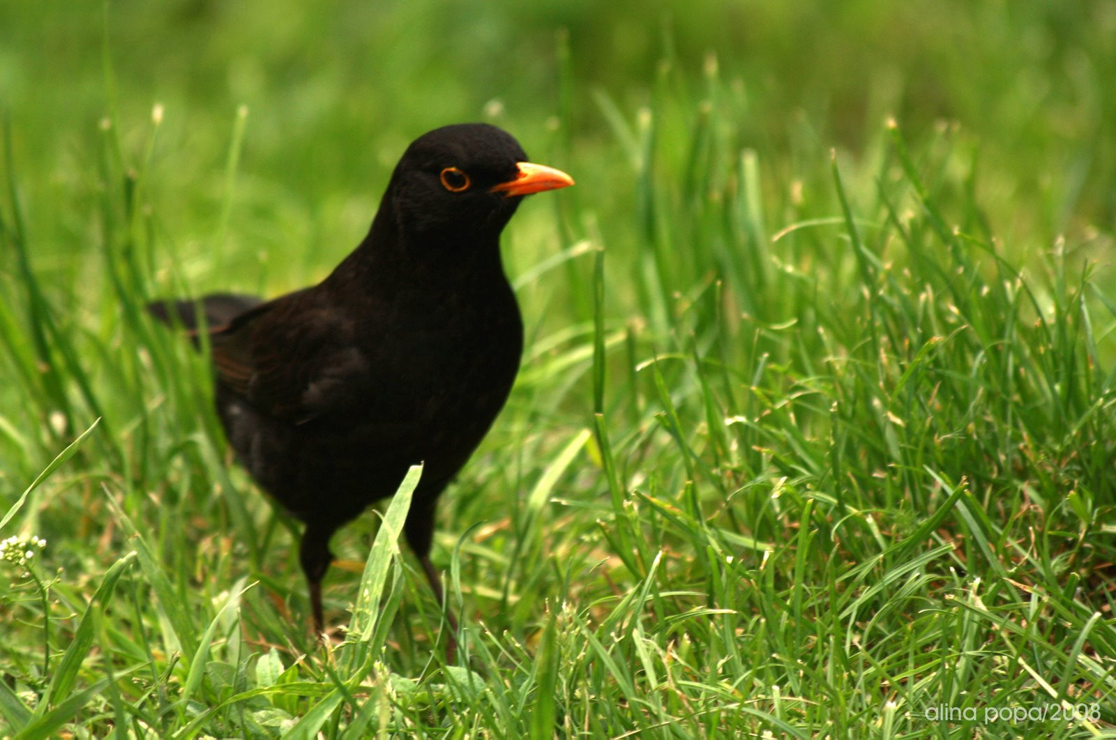 Cod rosu la Roma! E invazie de grauri