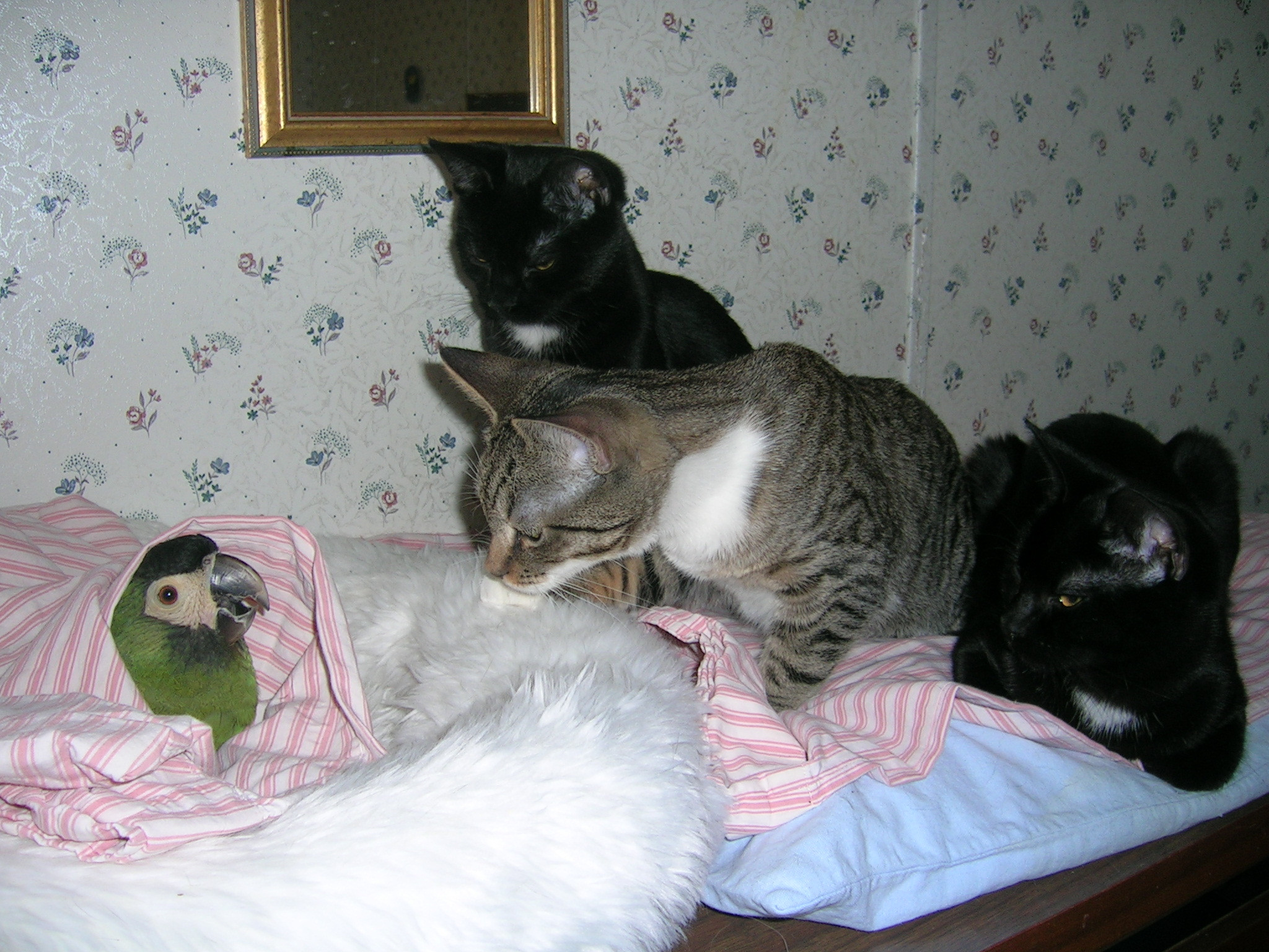 Papagalii si pisicile, prieteni la catarama! Se intampla in SUA