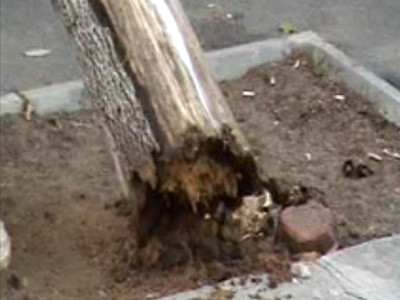 Timisoara: un copac s-a prabusit pe un tramvai cu 20 de pasageri inauntru!