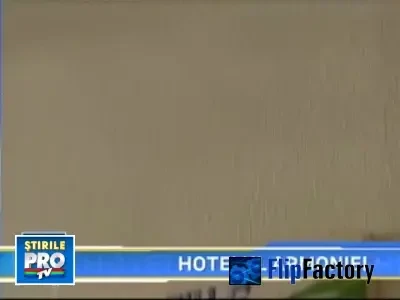 Papagalii si pisicile, prieteni la catarama! Se intampla in SUA