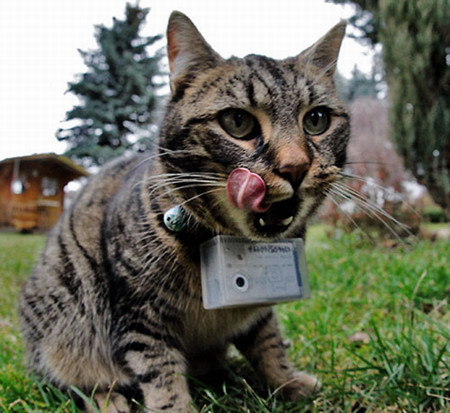 Zambiti, va rugam! Pisicile va pozeaza