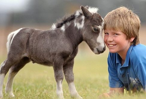 Exista poneiul de 40 de centimetri. Si nu e o jucarie!