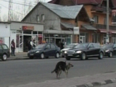 Faza zilei: Maidanezii au facut-o in fata lui Basescu!