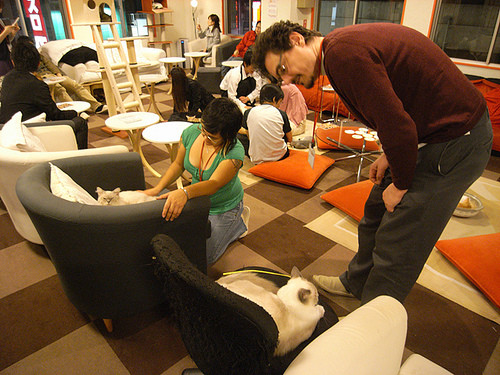 Vrei sa bei o cafea cu catelul sau pisica?