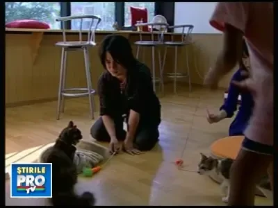 13cafeneaanimalebeta261108