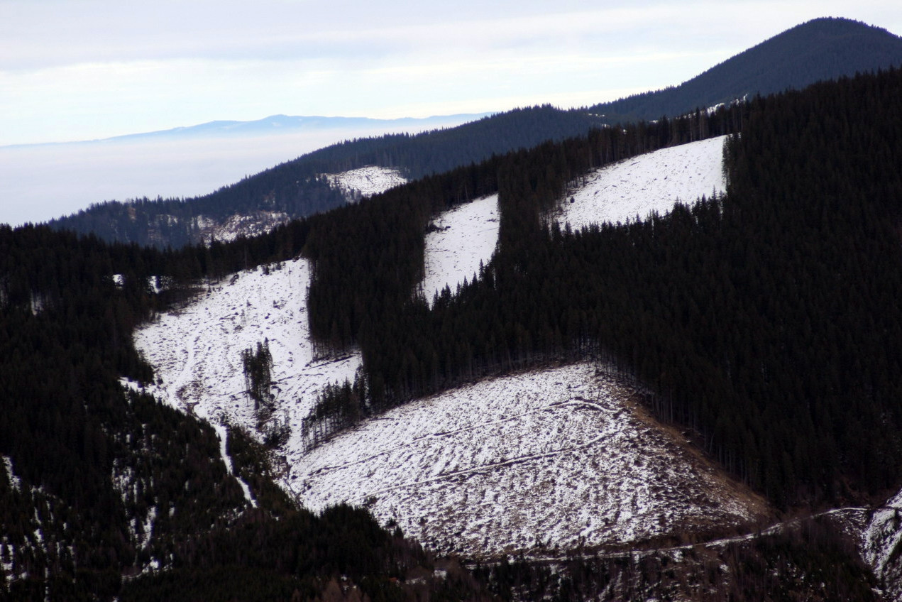 Sa facem cunostinta cu noul om al padurii!