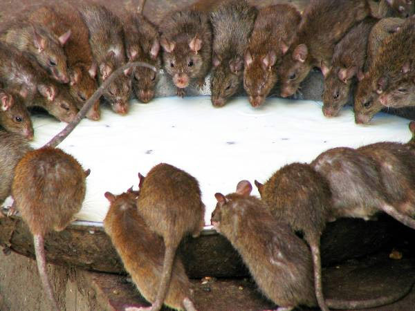 Ne intoarcem in Evul Mediu! S-a descoperit "ciuma neagra" a secolului 21