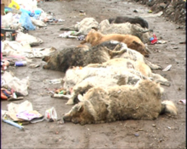 Masacrul patrupedelor continua la Craiova. Alti opt caini omorati