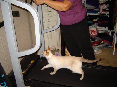 Ti-ai urca pisica pe banda de alergat?