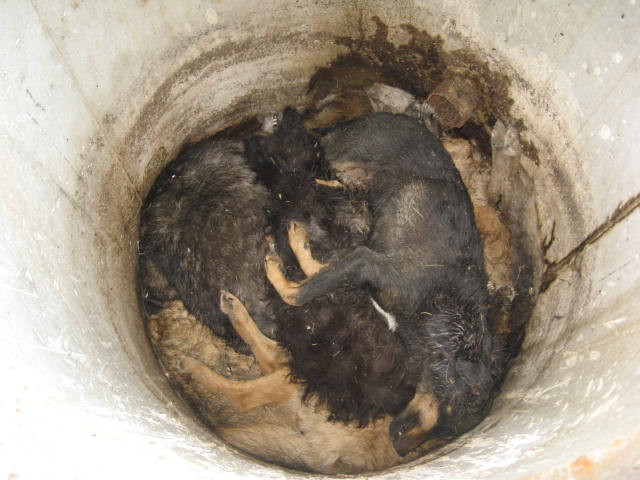 Imagini socante! Caini morti, aruncati intr-o fantana din Gorj