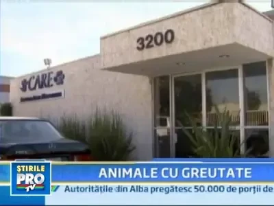 Ti-ai urca pisica pe banda de alergat?