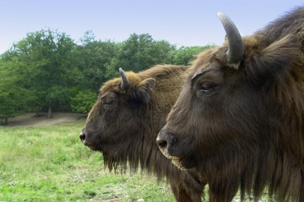 Douazeci de zimbri, donati de centrele de reproducere din Europa, ajung in Caras-Severin. Vor fi eliberati in Muntii Tarcu
