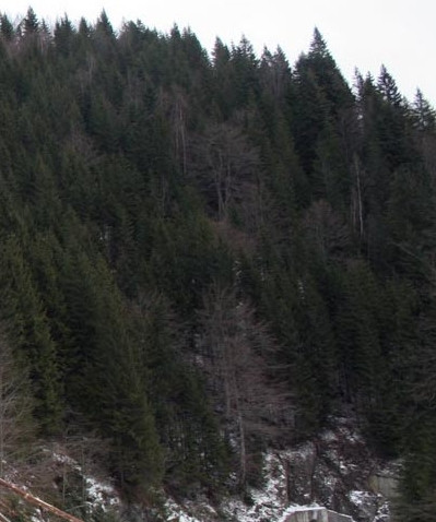 Un tanar din Bihor s-a sinucis, dupa ce a suferit un accident de munca