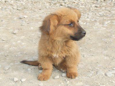 Si cainii au mai multe vieti, nu doar pisicile!