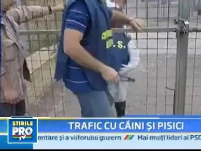 Frattini maraie la cainii de rasa din Estul Europei