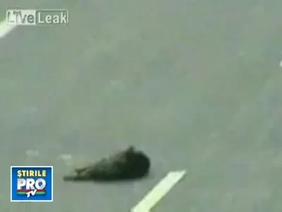 Solidaritate canina: un caine il salveaza pe altul, lovit de un camion!