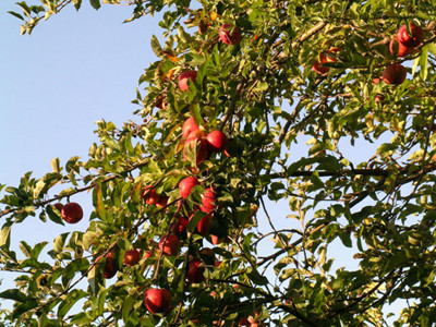 In Dobrogea, iarna tinde sa devina o amintire