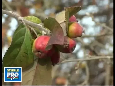 08dobrogeatropicalabeta061208