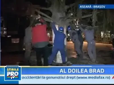 Mai mic, dar mai sigur! Brasovul are un nou brad!