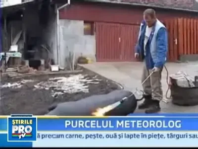 Macelarii ghicesc in carnea de porc mai ceva ca in ghioc!