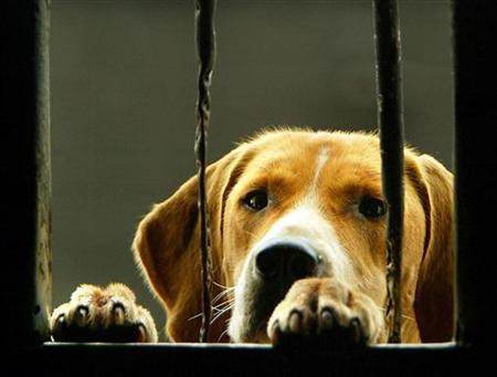 In SUA, pana si animalele de companie sufera din cauza crizei financiare!