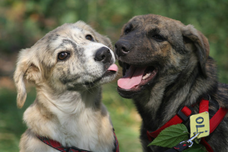 67 de caini intr-un apartament cu doua camere!