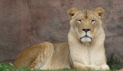 Leoaica tanara, iubirea. Un dresor din SUA sta ore in sir nemiscat pentru a fi alintat de felina