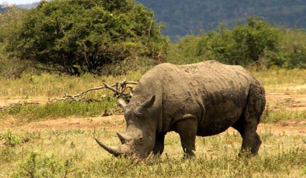 Cele mai rare exemplare de rinoceri, surprinse intr-un parc din Java