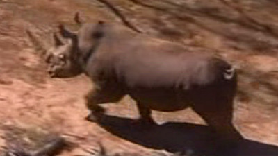 Un rinocer gelos pe "iubita" a plecat in cautarea ei