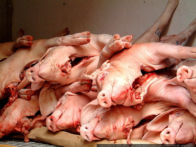 Inspectorii DSV Alba au efectuat anul trecut peste 2.000 de controale