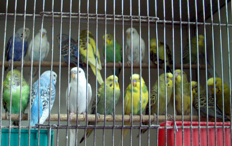 500 de papagali intr-un apartament de doua camere din Berlin