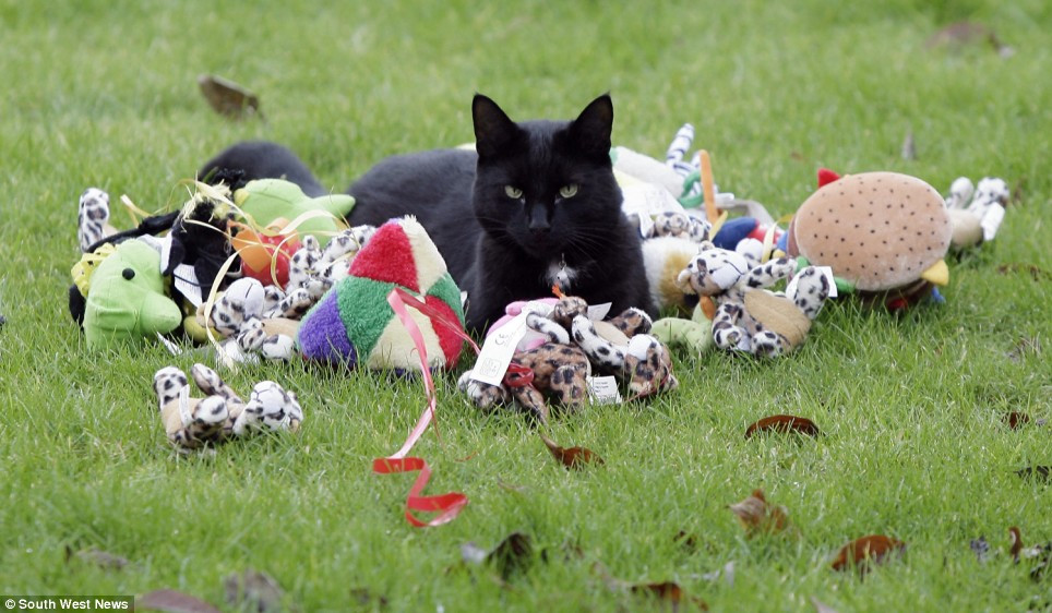 Raiul pisicilor este aici, pe Pamant! Mai exat, pe o insula japoneza
