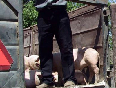 Patru camionete cu purcei,in atentia autoritatilor din Arad. Ce au declarat soferii opriti in trafic