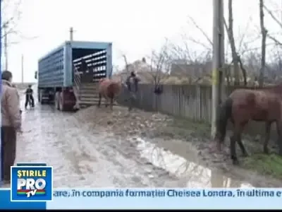 Amenda usturatoare pentru un sofer care transporta zeci de cai ilegal